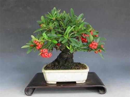 案头|“微型盆景”,我只服此3种,置于案头,让人一见钟情