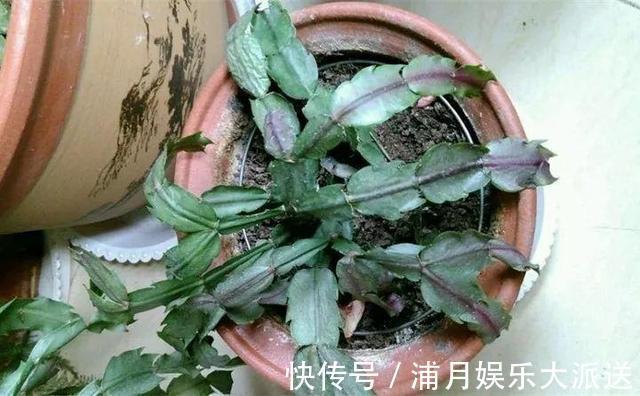 夏天|到了夏天,蟹爪兰叶子“耷拉、断裂”,没有放对位置,赶紧搬