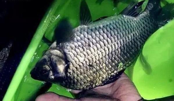 钓鱼时补窝要恰到好处，老钓友教你几招，让你钓鱼时把鱼留住！