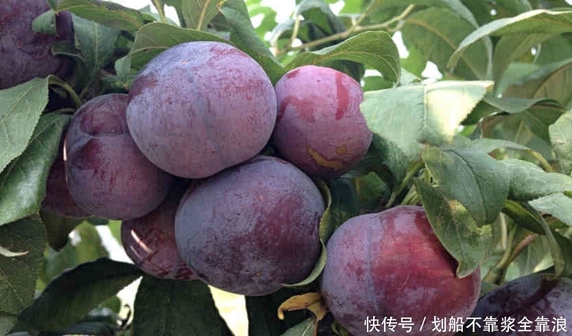 抗衰老|它既抗病又抗衰老,被称为“超级水果”,却有很多人不喜欢吃!