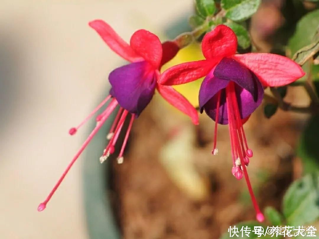 蟹爪兰|立秋后，7种花要“苏醒”，可以放手养了
