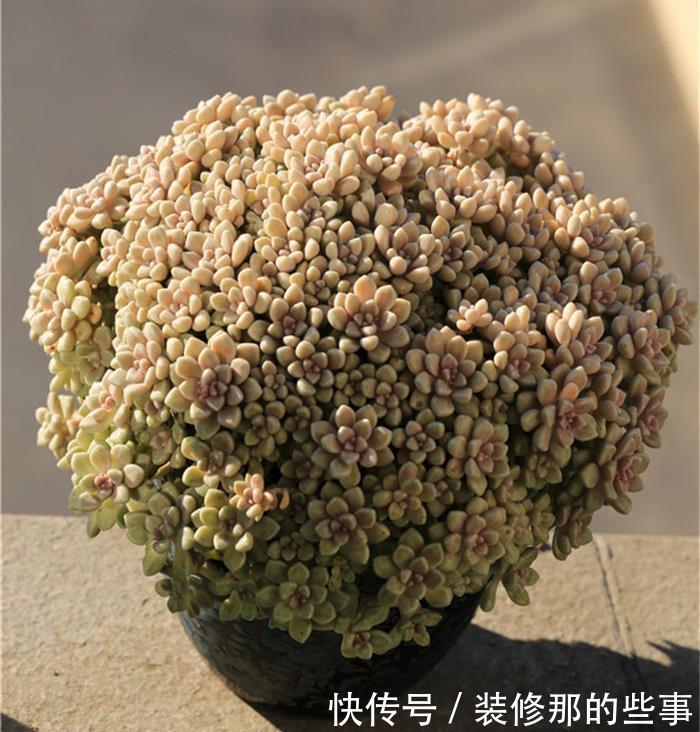 玄月|多肉可以晒太阳吗？注意2点，越晒颜色越好看，顺利出状态