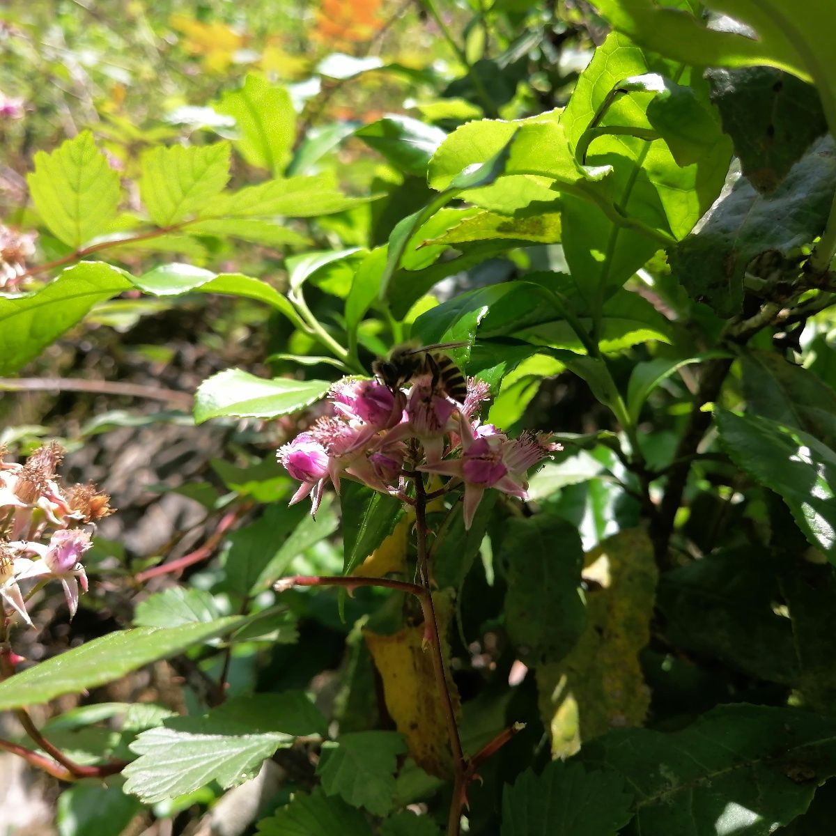 来凤“五一”假期：跟随蜜蜂导游赏山花