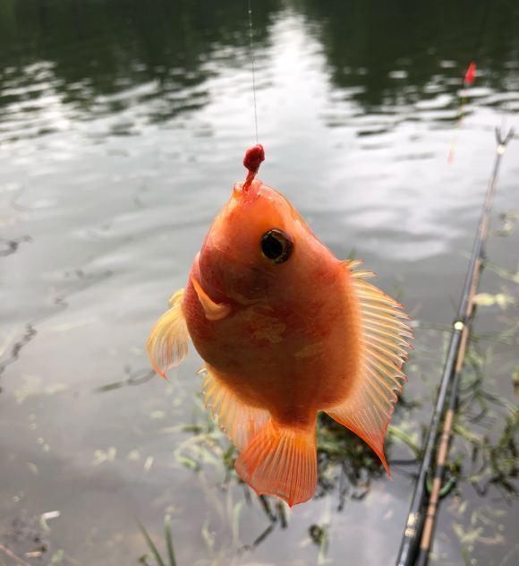 观赏鱼|这鱼在漠阳江快泛滥了,钓鱼人:到处都是,所幸还好吃