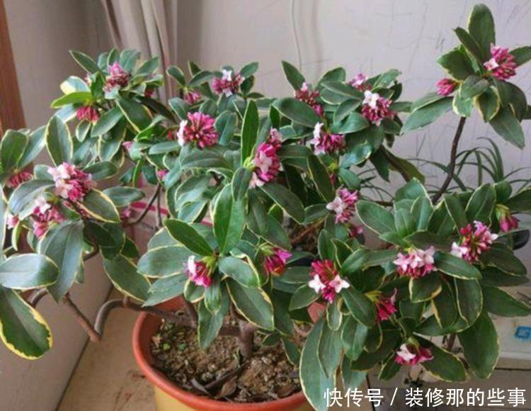 5种花是懒人的最爱，有阳光就爆盆，对待新手很友好