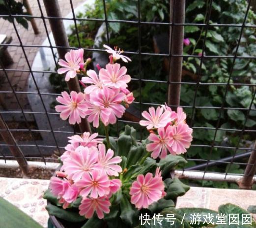 多肉露薇花,四季开花不停,你确定不养一盆