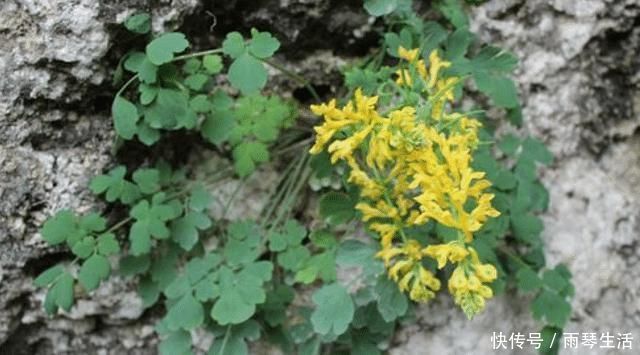 野草|见到这种野草，请您保护起来，它稀少珍贵，550元一斤