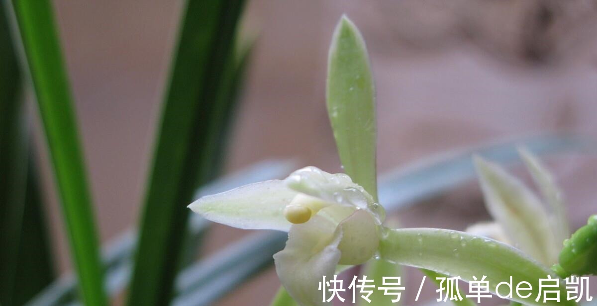 雨水|夏天养兰花，要注意五点要素，难养的品种也可以驾驭好