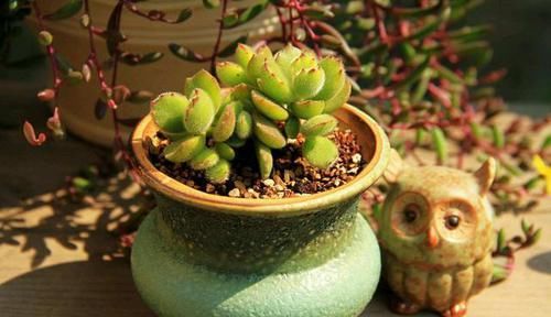  你家|5种长相奇特的多肉，有2种花市上也买不到，你家有吗？