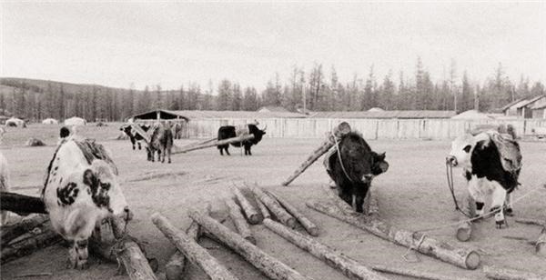 独立|上个世纪外蒙发起回归大暴动，最终惨遭苏联镇压到底为何