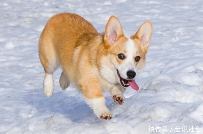 养狗 我只想养 柯基犬 这6大好处让我无法拒绝 天合乐学帮助家长发现孩子的更多可能