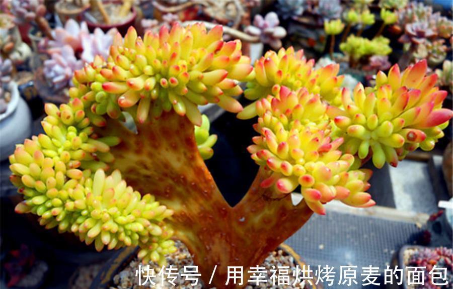 彩色果冻多肉中的“3朵姐妹花”,晶莹剔透颜色亮,出状态太美了