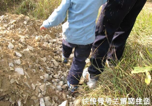 农民|小时候被它粘到哭，现在村里却有农民靠采集野生鬼针草养家糊口