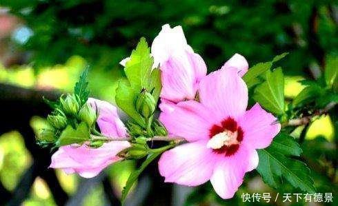 几款花卉,好养易活颜值高,花期长达200天,阳台养出小花园
