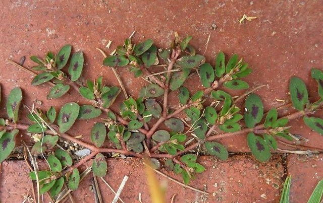 农村墙角一野草，又叫“血见愁”，是一味“止血神药”，你认识吗