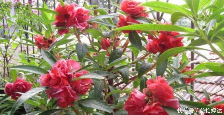 “1种花”沾土就活,比长寿花、月季都好看,尤其女生最喜欢