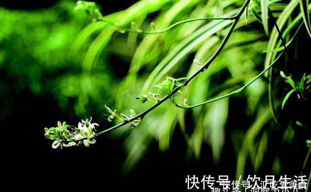 吊兰有“三怕”，避开不黄叶，野性足“猛抽穗”，一年长成绿瀑布
