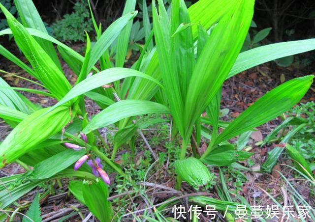 农村这种野生植物叫“白芨”,对于烫伤有好用,遇见请多加珍惜