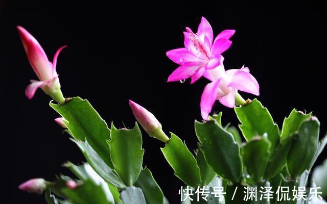 蟹爪兰|2种花,现在快扦插,冬天就开花,天寒地冻赏''春色''