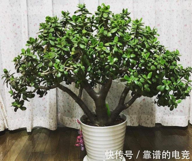 小叶|5种富贵花,越养越值钱,家门口养一盆,长成“传家宝”