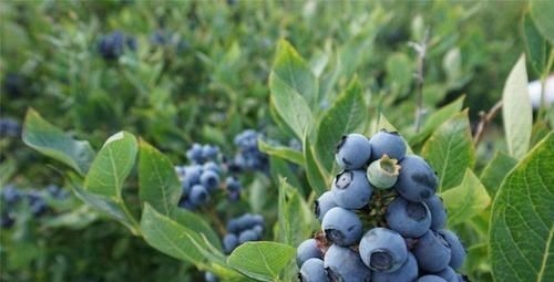 肝脏|天然“强肝王”爆出，不想肝脏烂透就敞开吃，肝硬化或不告而别