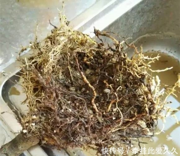 根全烂了别扔,这样做,分分钟把花救活!