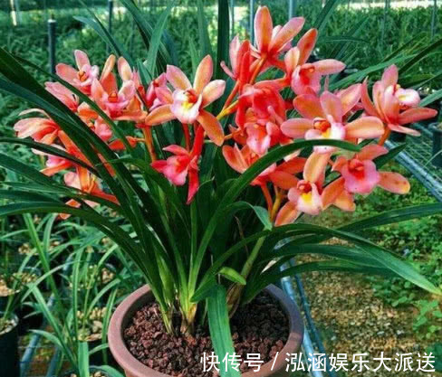 让“兰花”开爆盆记住几点,新芽冒得快,开花多,跟着学就行了
