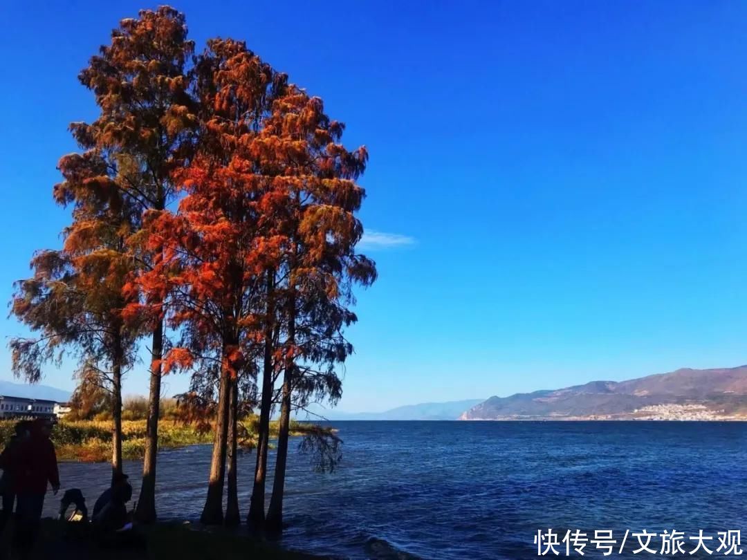 走廊|组图！瞬间变叶榆泽！洱海生态走廊这个风景也太美了吧