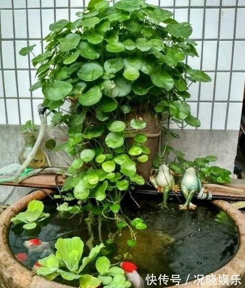 种花|30斤的大水缸,拿来养花成宝贝,怪不得都抢着要