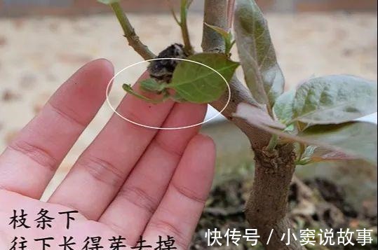 金枝玉叶不能长太高,越矮越值钱,一长高就砍!