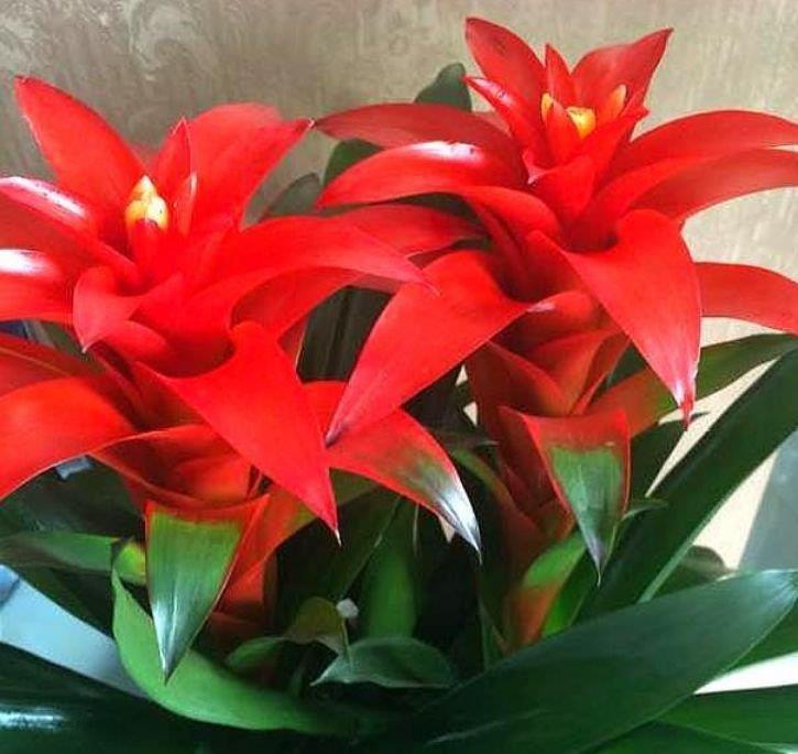 夏天养花,不妨养这3款花,比牡丹好看,比吊兰好养