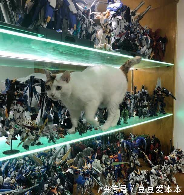 主子|小猫咪能有什么坏心思呢?养手办还养猫的惨状,哭笑不得
