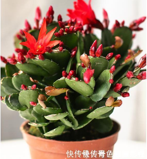 11、12月,长寿花蟹爪兰容易饿,7天喂1次,花苞挤着长