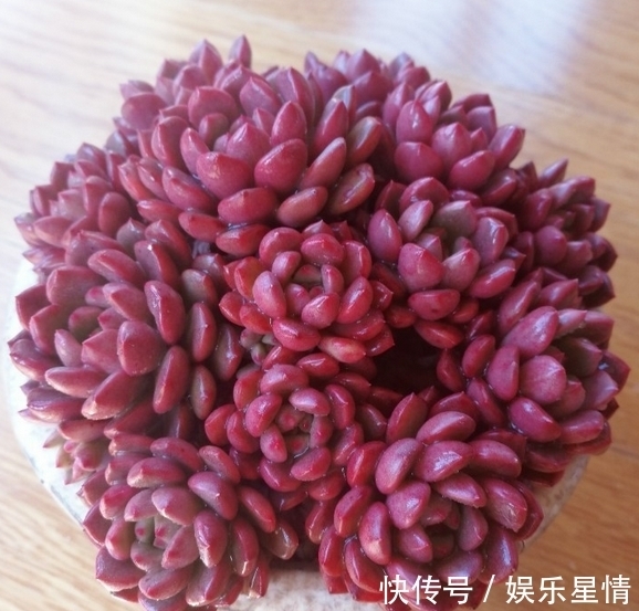 捧花|原来红宝石多肉,不但能养出鲜红的颜色,还能培育成“捧花”状态