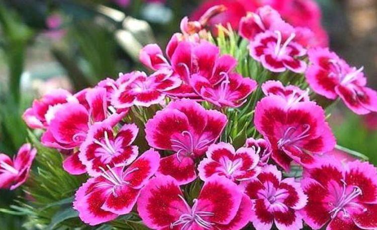 4种花长势好、开花多,花大色艳真漂亮,谁养谁上瘾