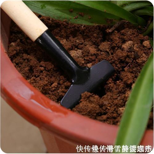 养分|花盆土太硬?1种“松土水”,浇3回就“松软”,省得换盆了!