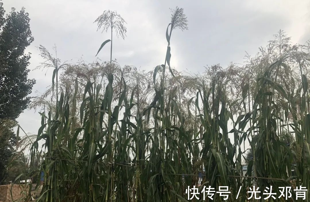 写生!著名画家王克举秋日大同浑源写生,描绘“心中的风景”