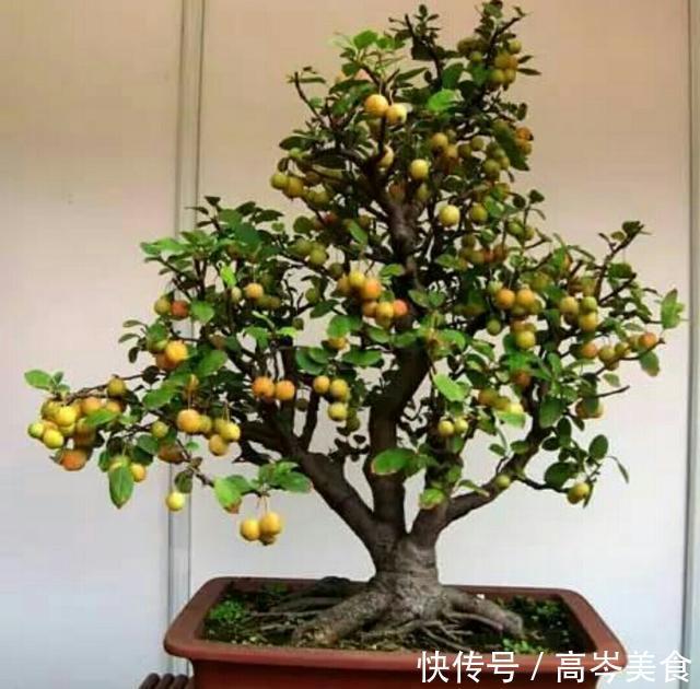 冬红果被制作成盆景后,原来也可以这么美观