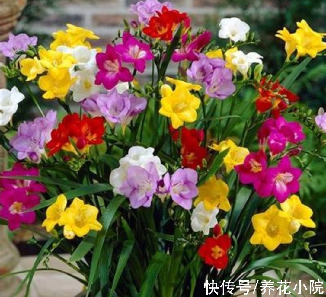 4种“球根花”，栽土里就能活，开花漂亮又好养