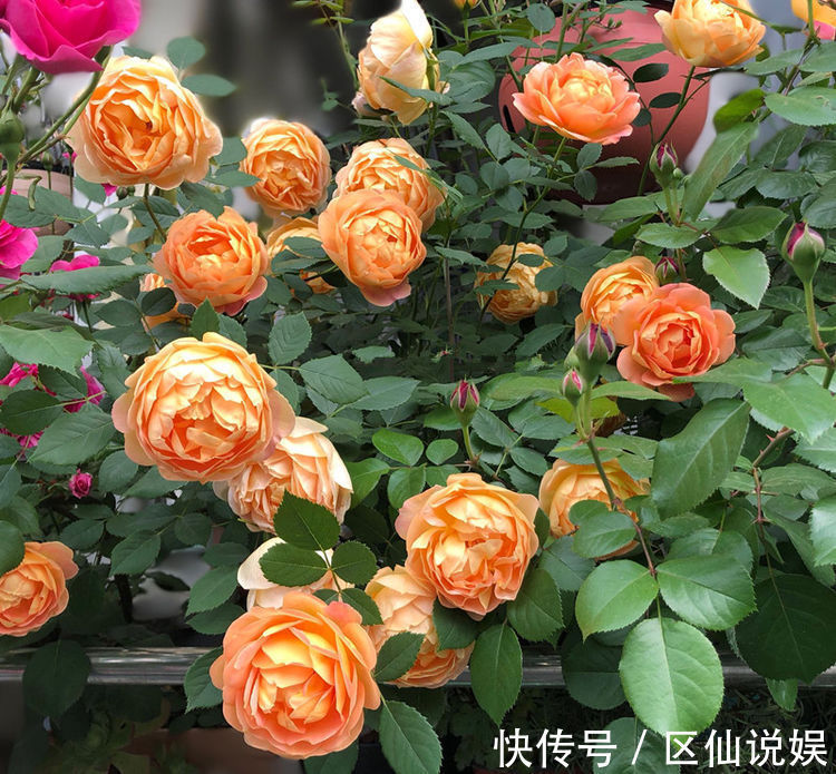 藤本花卉选“夏洛特夫人”,全年开花,花量丰富,阳台变花园
