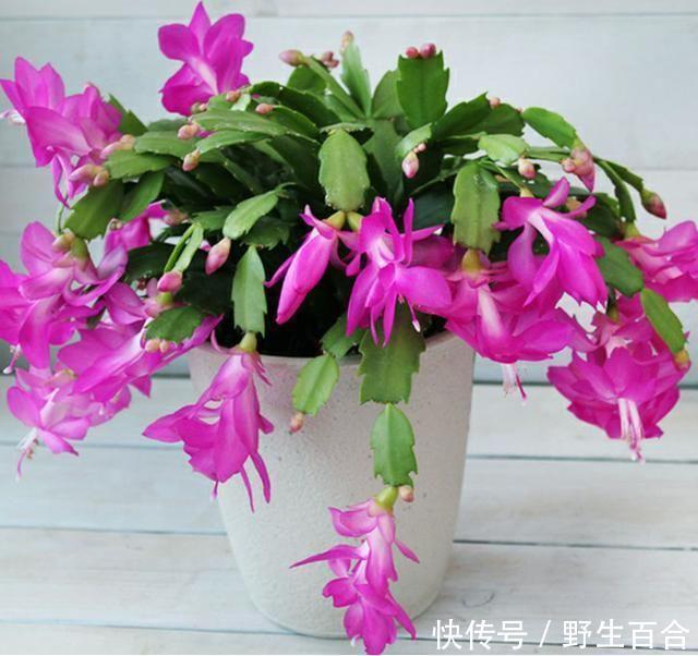 养花就养这种花,家里养一盆,1个月不浇水,照样养得旺