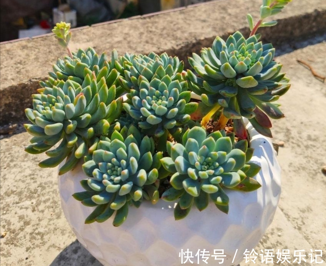 夏天到了,养多肉别犯“3种错误”,否则最后只剩空花盆