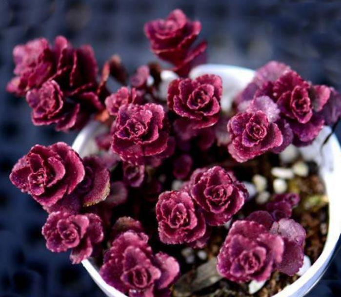 4种漂亮花，好养易活，花开不断，挤满整个阳台，花儿轻松开爆盆