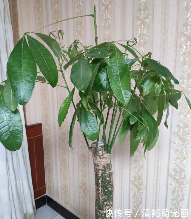 发财树有“三怕两不喜”,难怪怎么都养不活,看了可规避