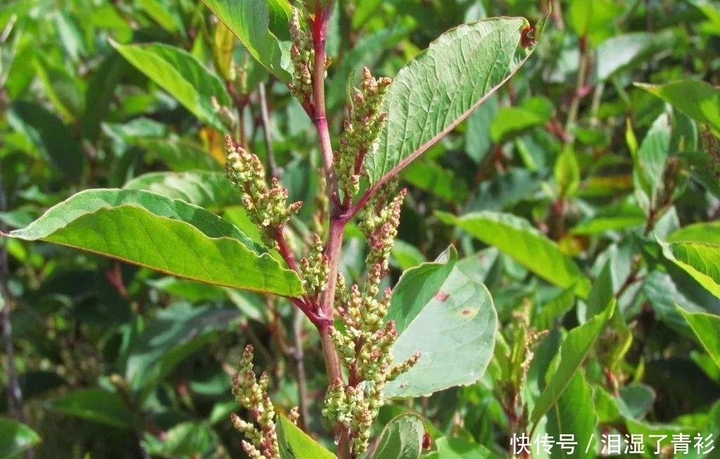 花花|房前屋后看见这草，赶紧连根除掉，要不然有大麻烦！