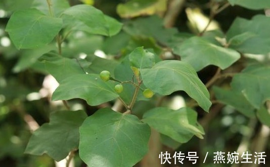 止咳|身边的外伤“特效药”，入秋要常吃，止咳还能治牙痛