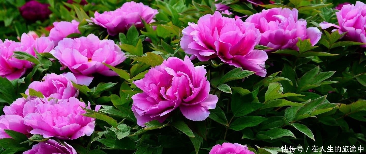 幽默|欧阳修的一首千古名作,看似幽默实则悲凉,尾句最让人浮想联篇