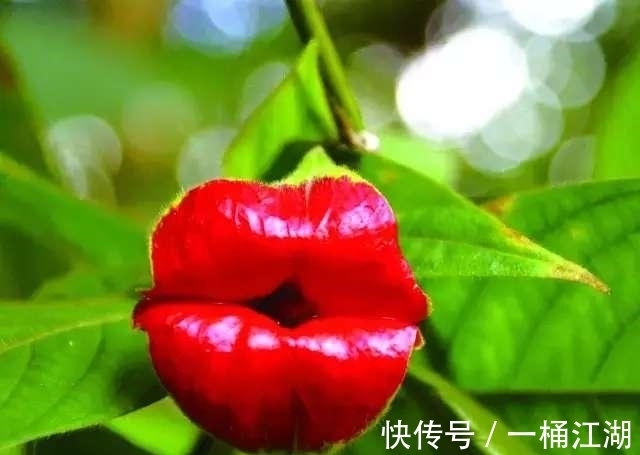 快来亲吻我、热情的吻、甜蜜的吻,深情的拥抱甜蜜的热吻