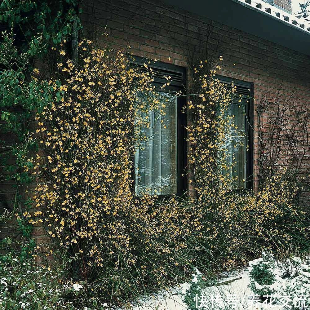 寒冷的冬春时节灿烂开花的8种观赏花卉，可露养在户外，打理简单