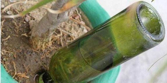 “花”也是“酒鬼”这8种花,1月喝2次,长得却非常好看葱绿!